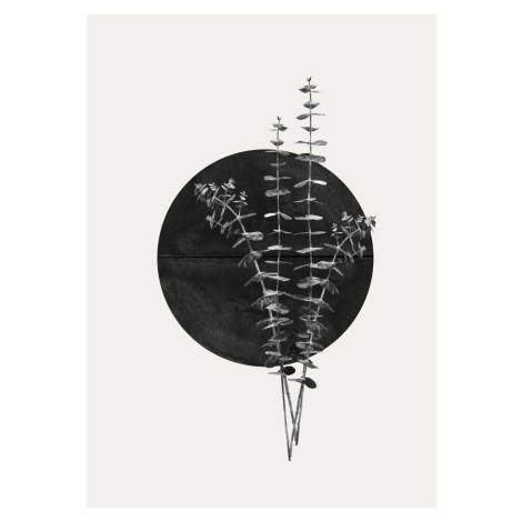 Ilustrace Plant and Black Sun, THE MIUUS STUDIO, (30 x 40 cm)