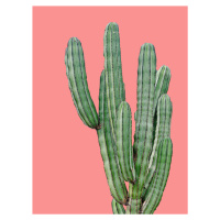 Ilustrace cactus6, Finlay & Noa, (30 x 40 cm)