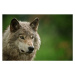 Fotografie Gray Wolf, Copyright Michael Cummings, 40 × 26.7 cm