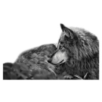 Umělecká fotografie Stunning profile portrait of handsome Gray Wolf, Adria  Photography, (40 x 2