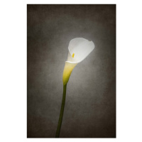 Fotografie Graceful flower - Calla No. 3 | vintage style , Melanie Viola, 26.7x40 cm
