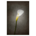 Fotografie Graceful flower - Calla No. 3 | vintage style , Melanie Viola, 26.7 × 40 cm