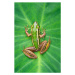 Fotografie Image of paddy field green frog, yod67, 26.7 × 40 cm