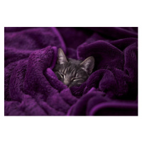Fotografie Tabby cat sleeping wrapped on blanket, Daniel Lozano Gonzalez, 40x26.7 cm