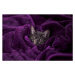 Umělecká fotografie Tabby cat sleeping wrapped on blanket, Daniel Lozano Gonzalez, (40 x 26.7 cm