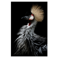 Fotografie Crowned crane's portrait, Eiji Itoyama, 26.7 × 40 cm