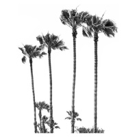 Fotografie Palm Trees at the beach, Melanie Viola, 26.7 × 40 cm