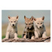 Fotografie Baby Wolf pups, Jim Austin Jimages Digital Photography, 40 × 26.7 cm