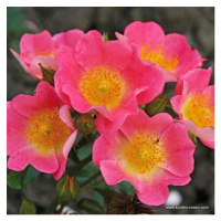 Růže Kordes 'Topolina' květináč 5 litrů
