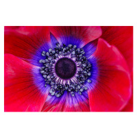Fotografie Extreme macro of a red anemone poppy, OGphoto, (40 x 26.7 cm)