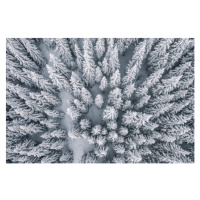 Ilustrace Aerial view of pine trees covered with snow, Nirian, 40 × 26.7 cm