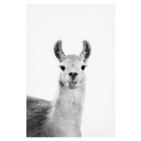 Fotografie Happy llama, Sisi & Seb, (26.7 x 40 cm)