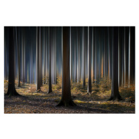 Fotografie Mystic Wood, Carsten Meyerdierks, 40 × 26.7 cm