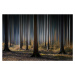 Fotografie Mystic Wood, Carsten Meyerdierks, (40 x 26.7 cm)
