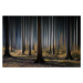 Fotografie Mystic Wood, Carsten Meyerdierks, 40 × 26.7 cm