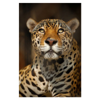 Fotografie Close up portrait of a Jaguar, Copyrights @ Arijit Mondal, 26.7 × 40 cm