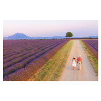 Fotografie Couple walking on roadway between lavender fields, Shaun Egan, 40 × 26.7 cm