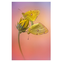 Fotografie Colias croceus, Fabrizio Daminelli, 26.7 × 40 cm