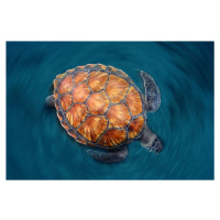 Umělecká fotografie Spin Turtle, Sergi Garcia, (40 x 26.7 cm)