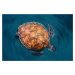 Umělecká fotografie Spin Turtle, Sergi Garcia, (40 x 26.7 cm)