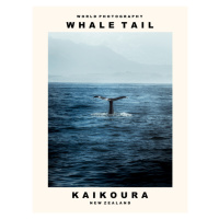 Fotografie Whale Tail (Kaikoura, New Zealand), 30 × 40 cm