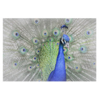 Fotografie Peacock, Yuzheng Ren, 40 × 26.7 cm