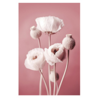 Fotografie White Poppy On Pink Background, Treechild, 26.7 × 40 cm