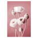 Fotografie White Poppy On Pink Background, Treechild, 26.7 × 40 cm