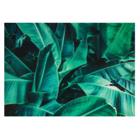 Obraz na plátně Tropické listy, 70x50 cm