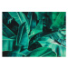 Obraz na plátně Tropické listy, 70x50 cm