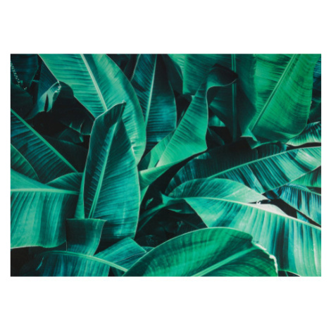 Obraz na plátně Tropické listy, 70x50 cm Asko