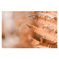 Umělecká fotografie Fern leaf closeup, natural ferns pattern., Anna Skliarenko, (40 x 26.7 cm)