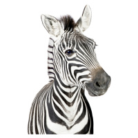 Fotografie Baby Zebra, Sisi & Seb, (30 x 40 cm)