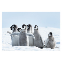 Plakát, Obraz - Penguins - Family, (120 x 80 cm)