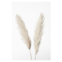 Fotografie Pampas White, Studio Collection, (26.7 x 40 cm)