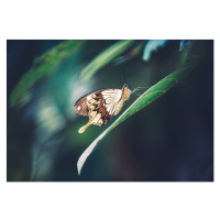 Fotografie Butterfly On Green Leaf, borchee, 40 × 26.7 cm