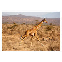 Umělecká fotografie Reticulated Giraffe, Giraffa camelopardalis reticulata, Samburu, Mary Ann Mc