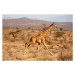 Fotografie Reticulated Giraffe, Giraffa camelopardalis reticulata, Samburu, Mary Ann McDonald, 4