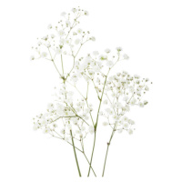 Fotografie Few twigs with small white flowers, Antonel, (35 x 40 cm)