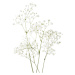 Fotografie Few twigs with small white flowers, Antonel, 35x40 cm