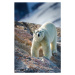 Fotografie Male Polar Bear, Peter Orr Photography, 26.7 × 40 cm