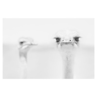 Umělecká fotografie Funny Ostrich, Carlo Tonti, (40 x 26.7 cm)