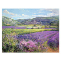 Obrazová reprodukce Lavender Fields in Old Provence, Timothy Easton, 40 × 30 cm