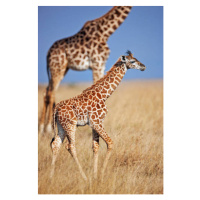 Fotografie Young giraffe calf, Martin Harvey, 26.7 × 40 cm