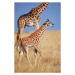 Umělecká fotografie Young giraffe calf, Martin Harvey, (26.7 x 40 cm)