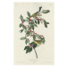 John James (after) Audubon - Obrazová reprodukce Nashville Warbler, 1830, (26.7 x 40 cm)