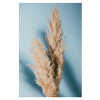 Fotografie Pampas Grass Blue, Studio Collection, 26.7x40 cm