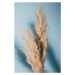 Fotografie Pampas Grass Blue, Studio Collection, 26.7 × 40 cm