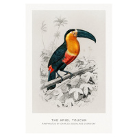 Obrazová reprodukce The Ariel Toucan (Bird / Zoology) - Charles D'Orbigny, (26.7 x 40 cm)