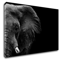 Impresi Obraz Slon na černém pozadí - 90 x 60 cm